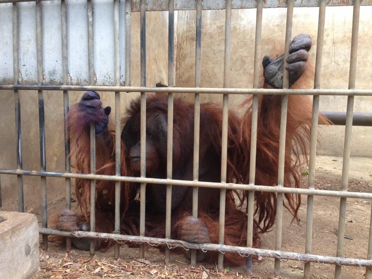 Press Release On 14 Orangutans To Be Repatriated