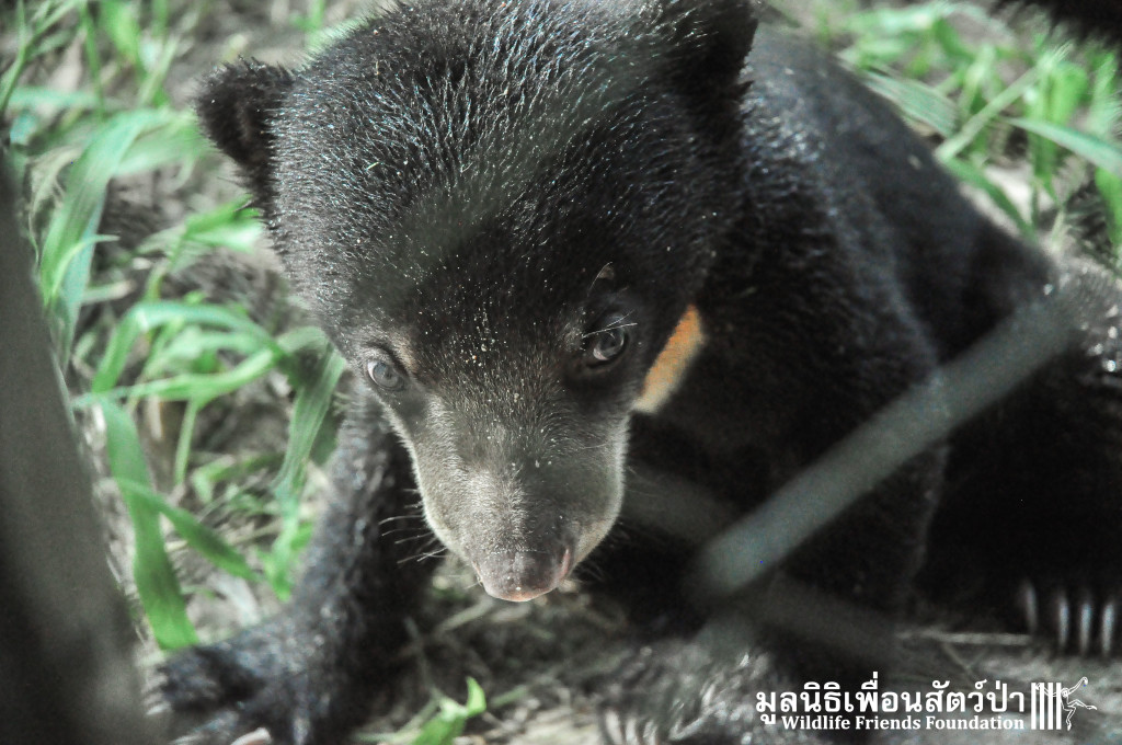 Baby bear exloring its surroundings
