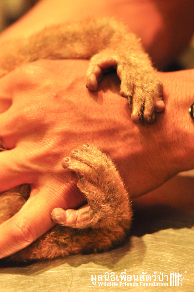 Under treatment by the WFFT Vet Team