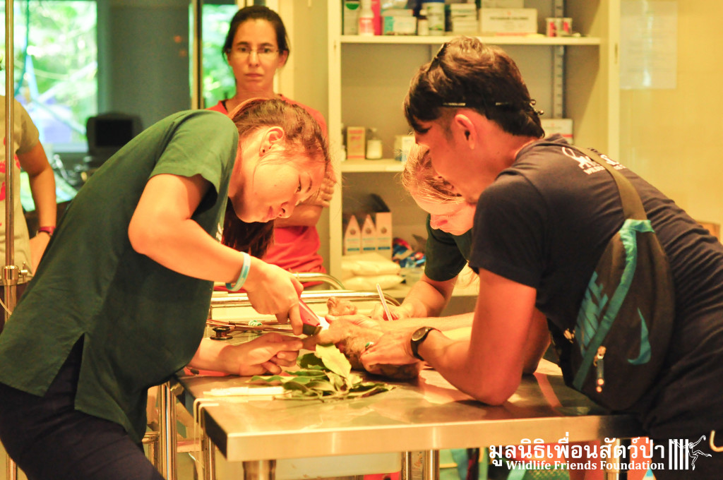 Under treatment by the WFFT Vet Team