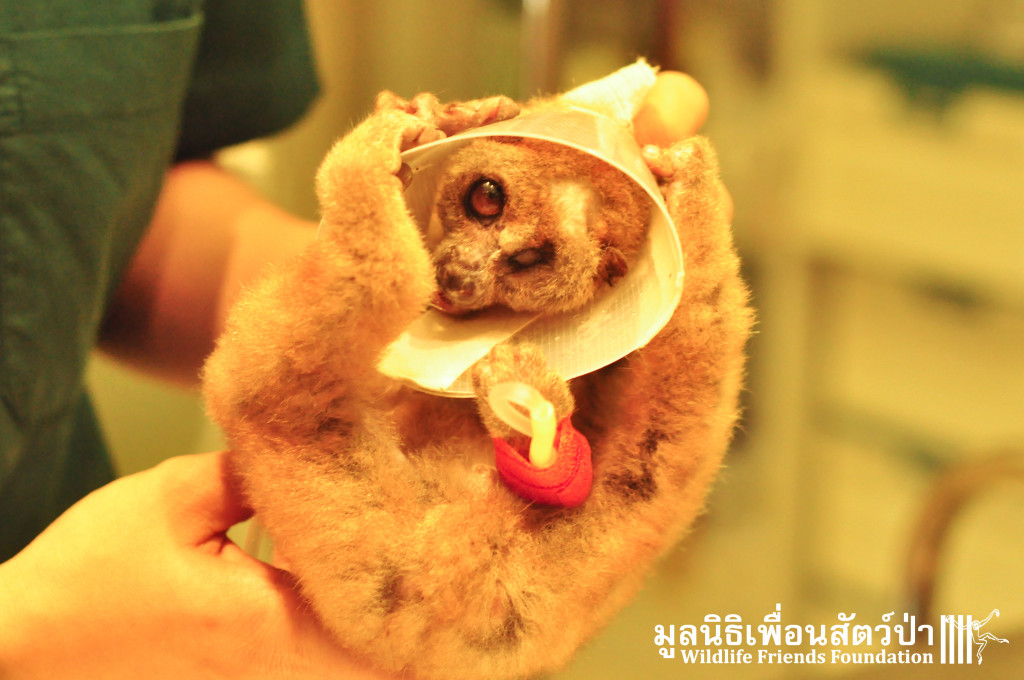 Under treatment by the WFFT Vet Team