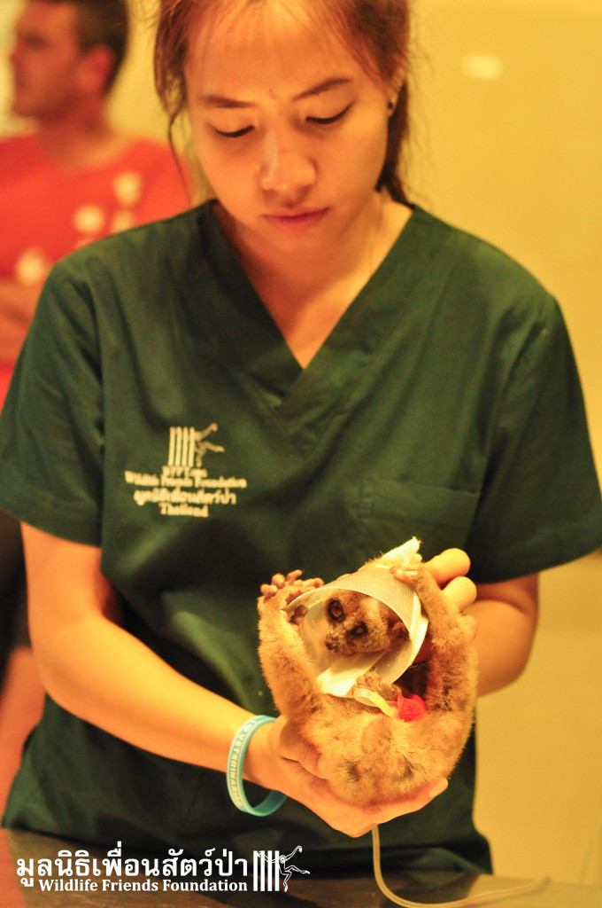 Under treatment by the WFFT Vet Team