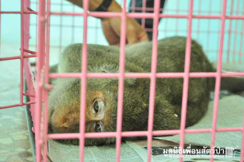 WFFT Vet Team treating the injured macaque