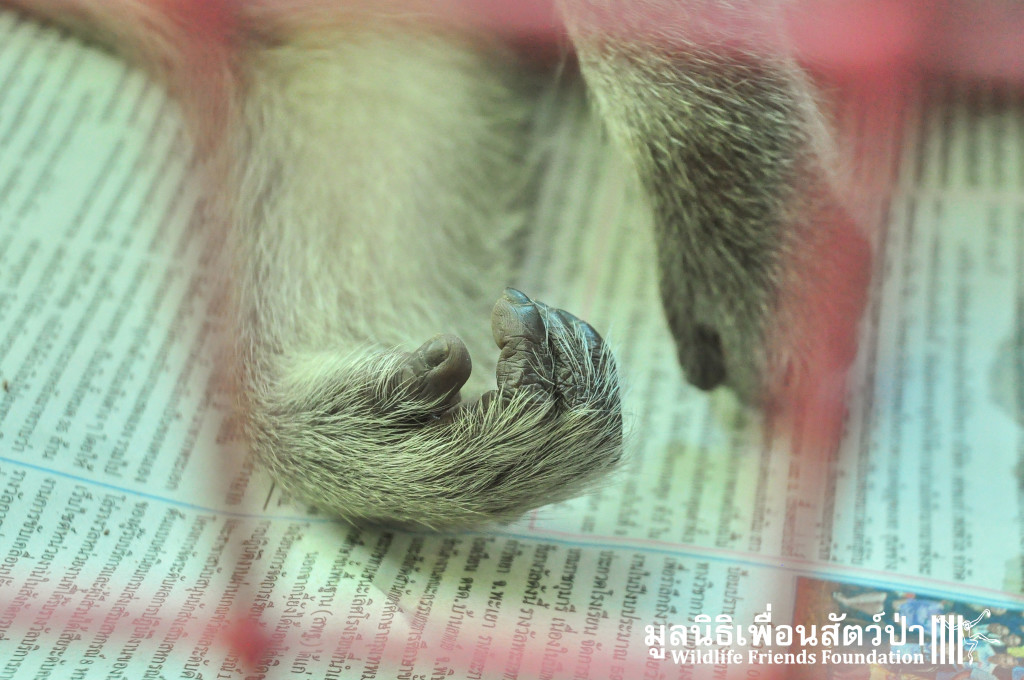WFFT Vet Team treating the injured macaque