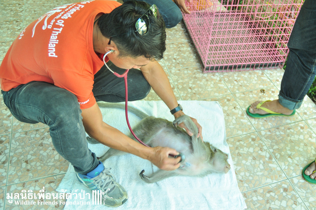 WFFT Vet Team treating the injured macaque