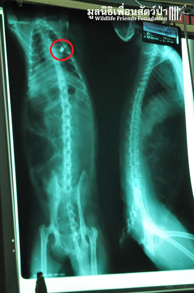 X ray showing the bullet