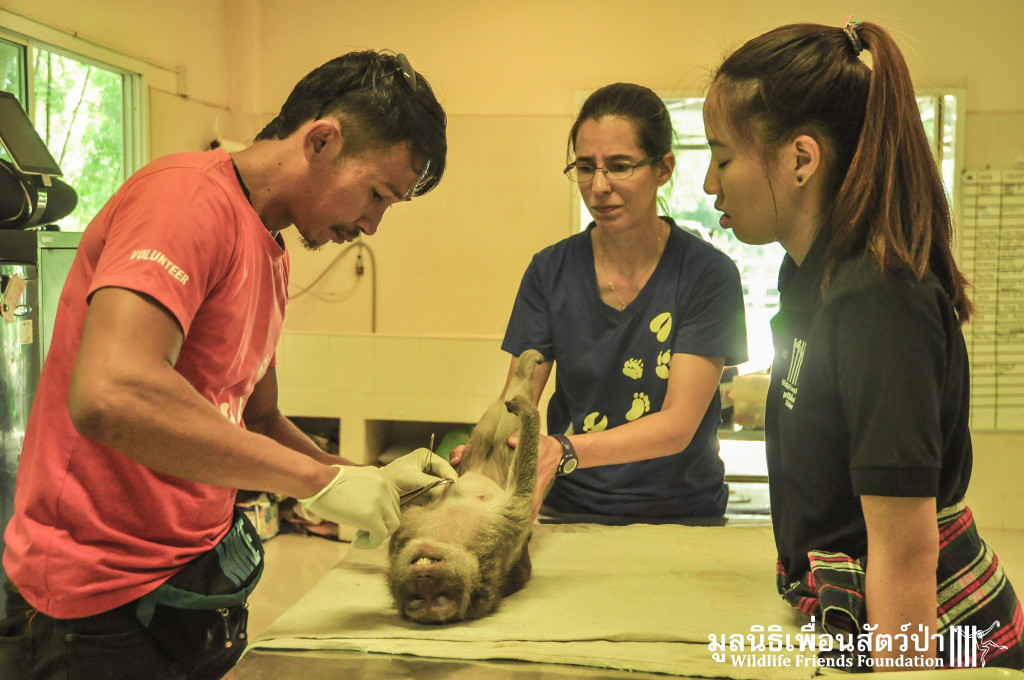 Macaque rescue KaoWang_Tetanus 161015 846