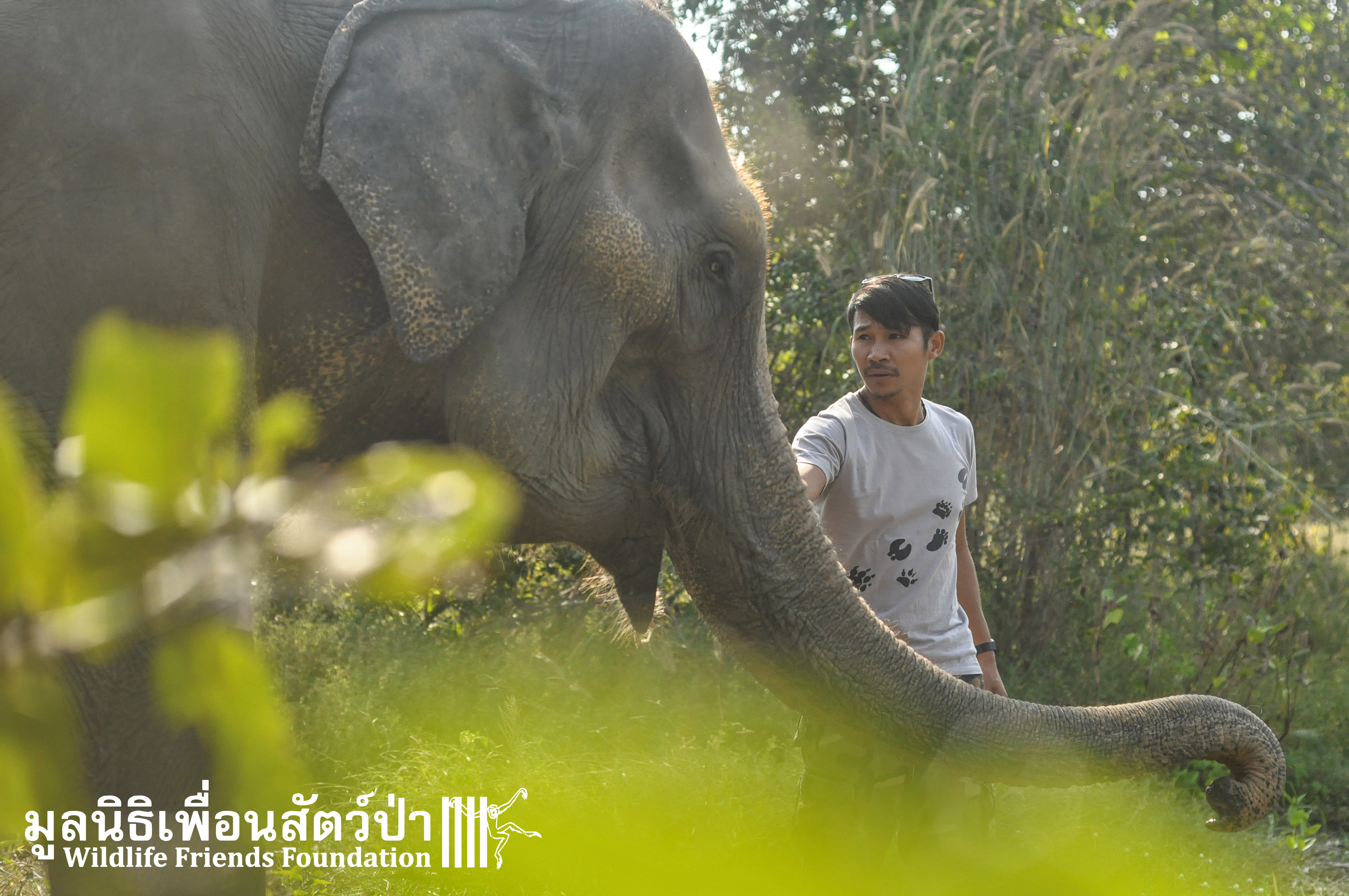 This is one 'Lucky' elephant Wildlife Friends Foundation Thailand