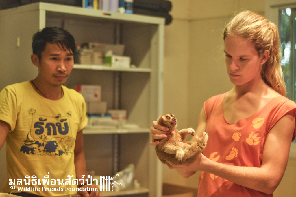 Loris rescue Lilka&Lisek 111115 387