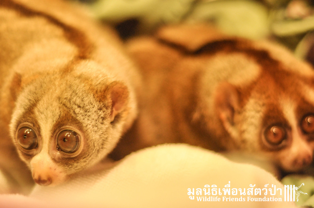 Loris rescue Lilka&Lisek 111115 394
