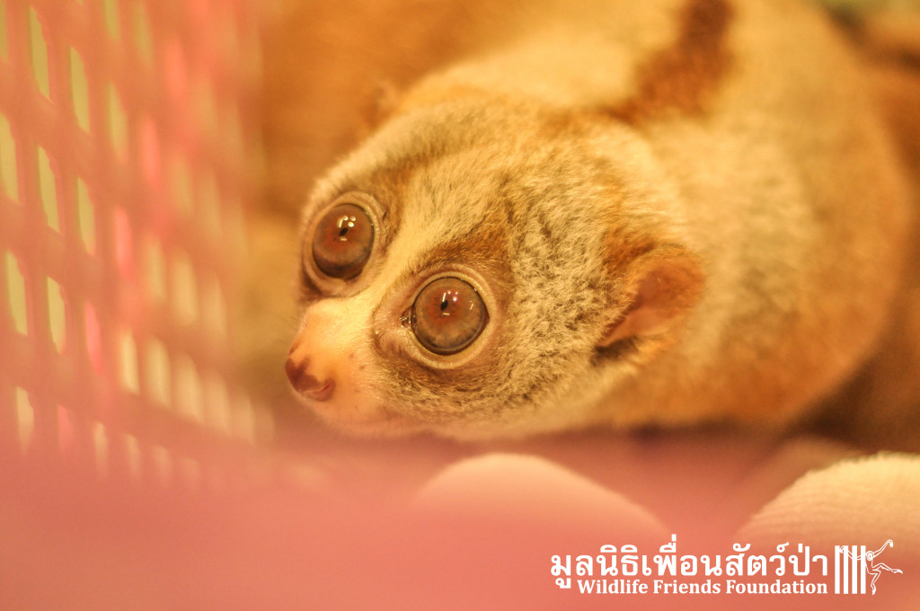 Loris rescue Lilka&Lisek 111115 395