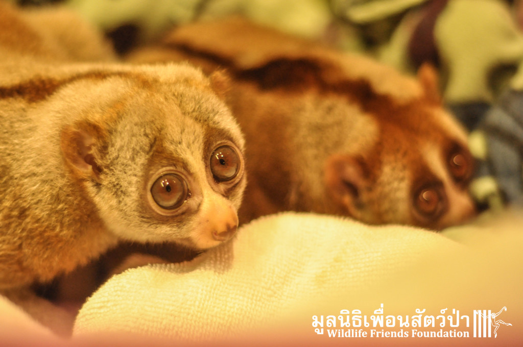 Loris rescue Lilka&Lisek 111115 398