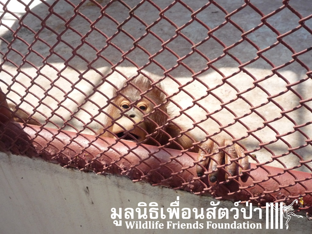 Phuket Orangs (13)