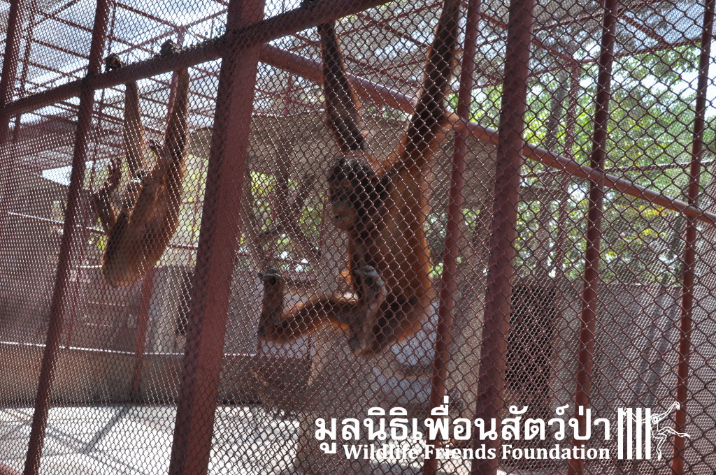 Phuket orangutans1