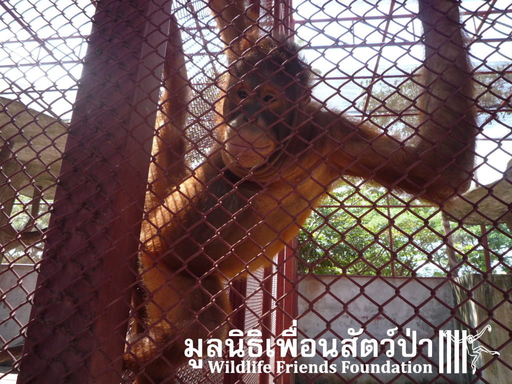 PhuketOrangs3