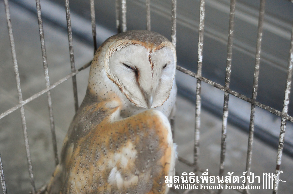 Barn owl rescue 091215 926