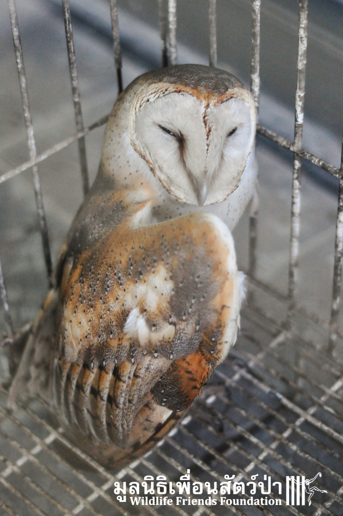 Barn owl rescue 091215 927