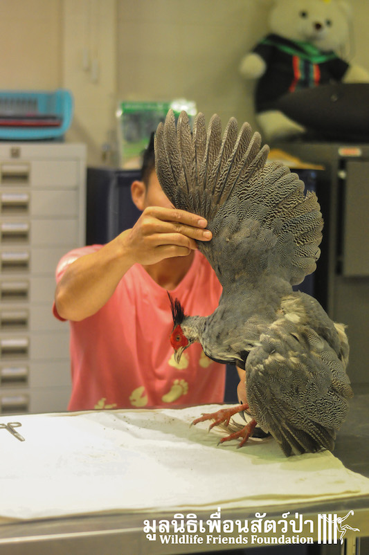 Kalij Pheasant rescue 131215 118