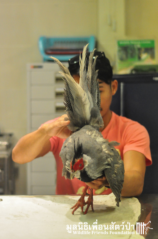 Kalij Pheasant rescue 131215 120