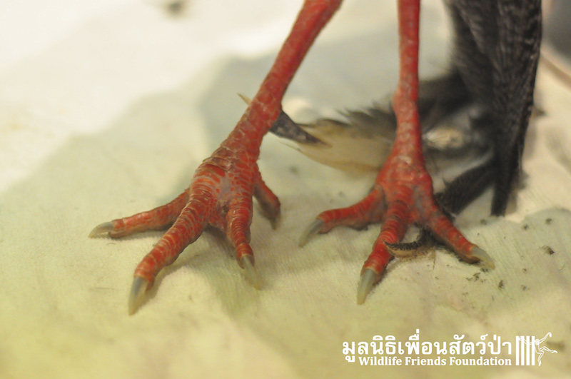 Kalij Pheasant rescue 131215 128