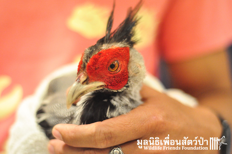 Kalij Pheasant rescue 131215 158