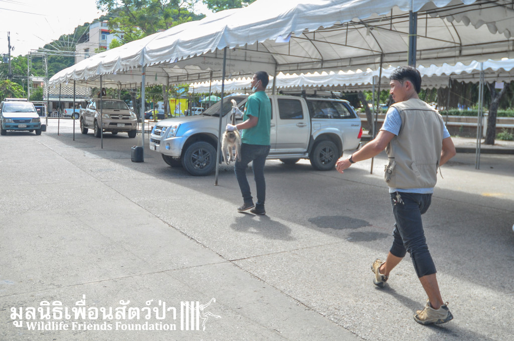 Macaque rescue KaoWang_hacked 021215 14