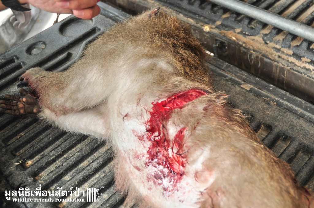 Macaque rescue KaoWang_hacked 021215 22