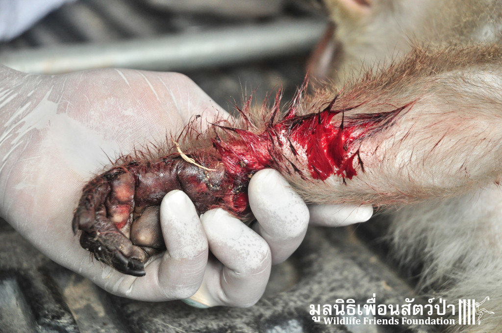 Macaque rescue KaoWang_hacked 021215 30