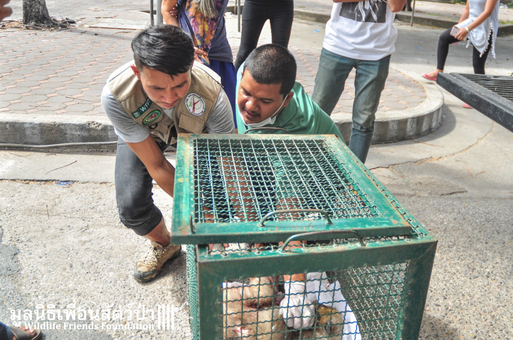 Macaque rescue KaoWang_hacked 021215 35