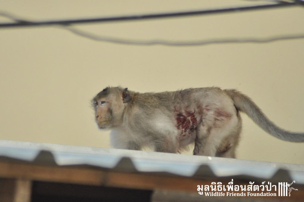 Macaque rescue KaoWang_hacked 021215 410