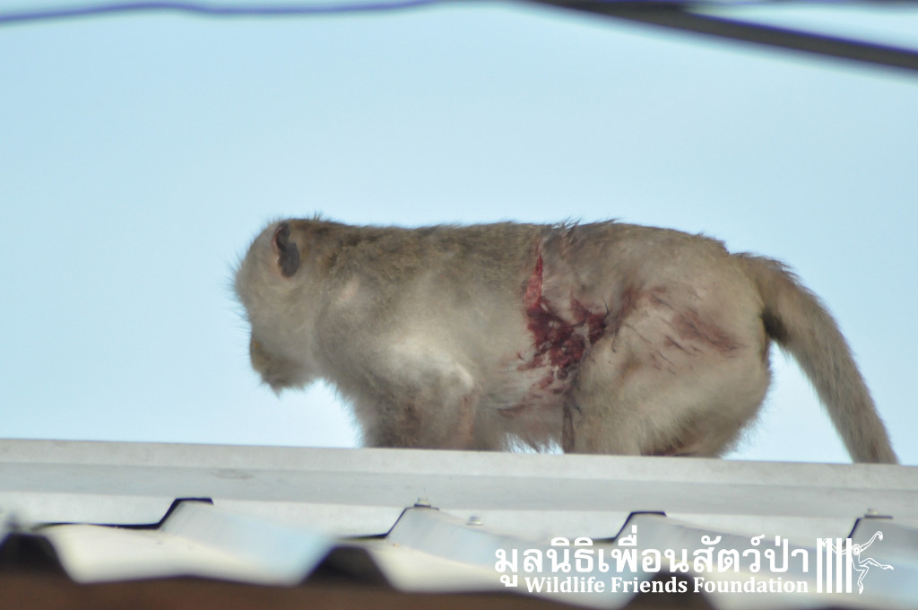 Macaque rescue KaoWang_hacked 021215 415