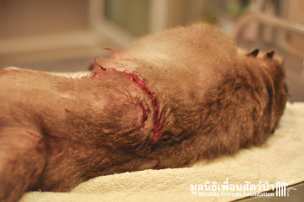 Macaque rescue KaoWang_hacked 021215 431