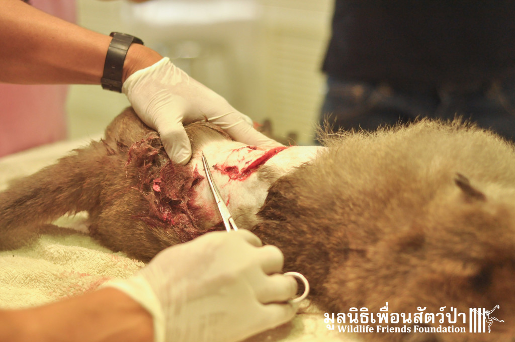 Macaque rescue KaoWang_hacked 021215 444