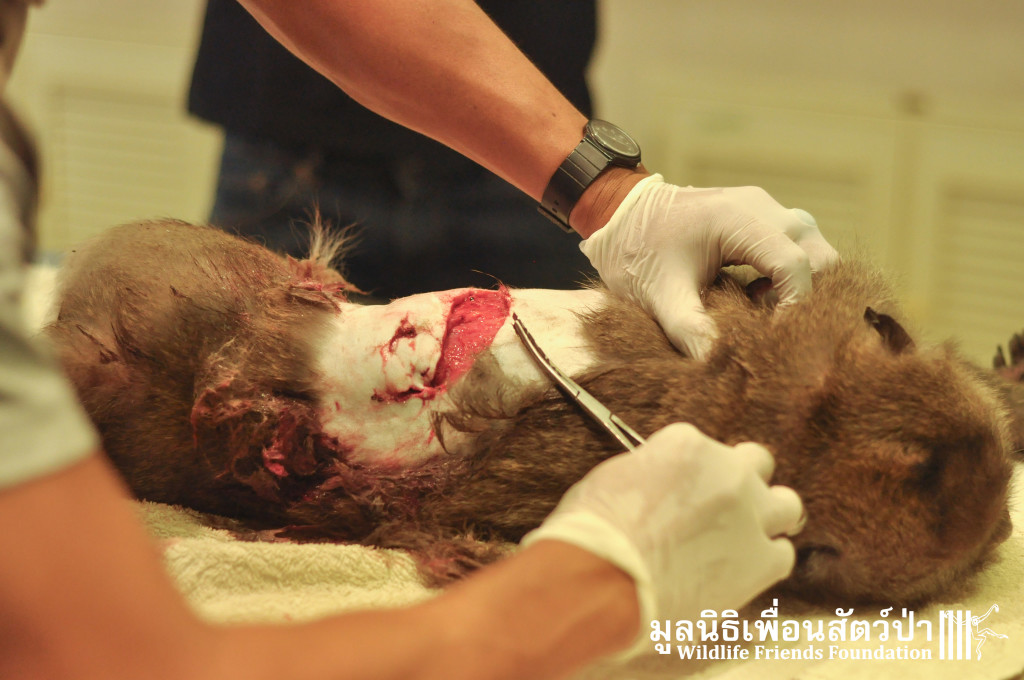 Macaque rescue KaoWang_hacked 021215 446