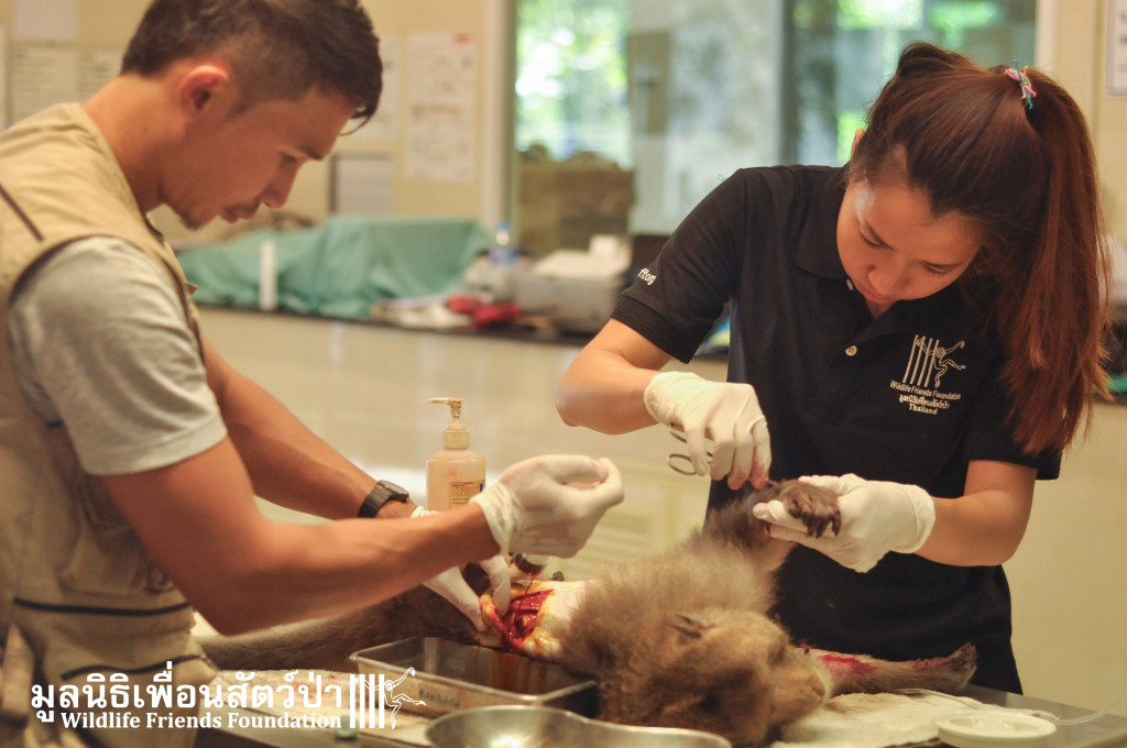 Macaque rescue KaoWang_hacked 021215 457