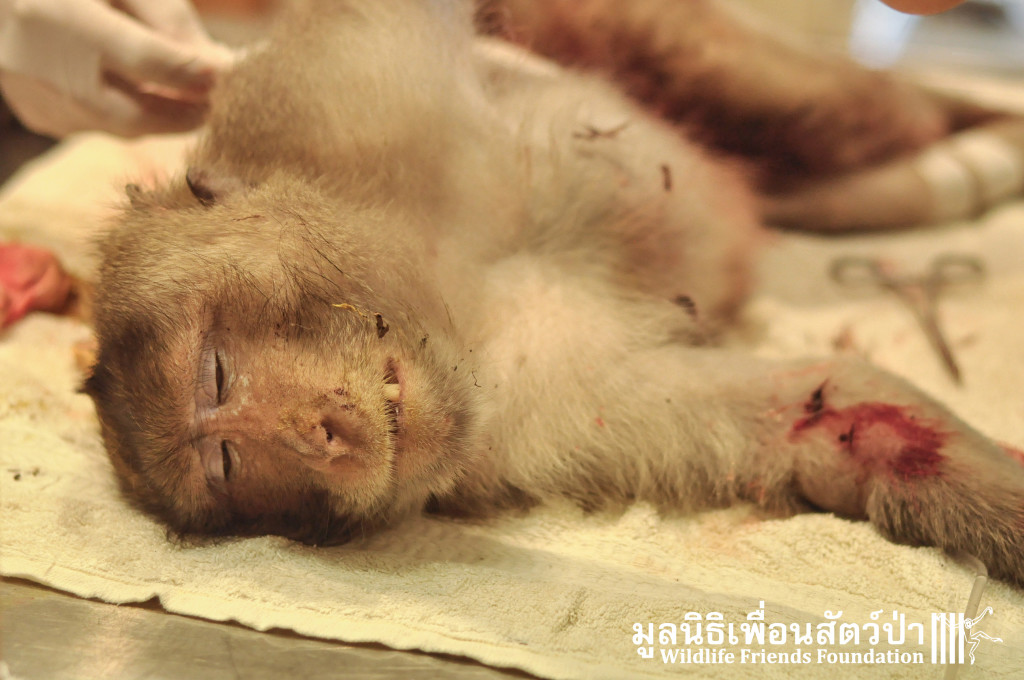 Macaque rescue KaoWang_hacked 021215 460