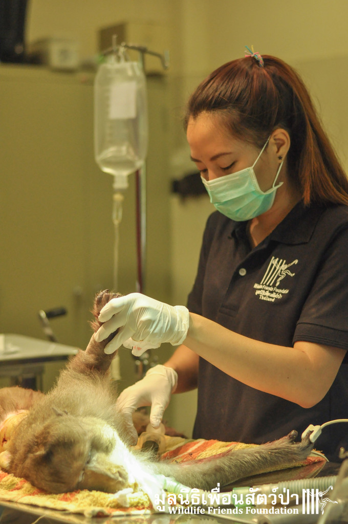 Macaque rescue KaoWang_hacked 021215 477