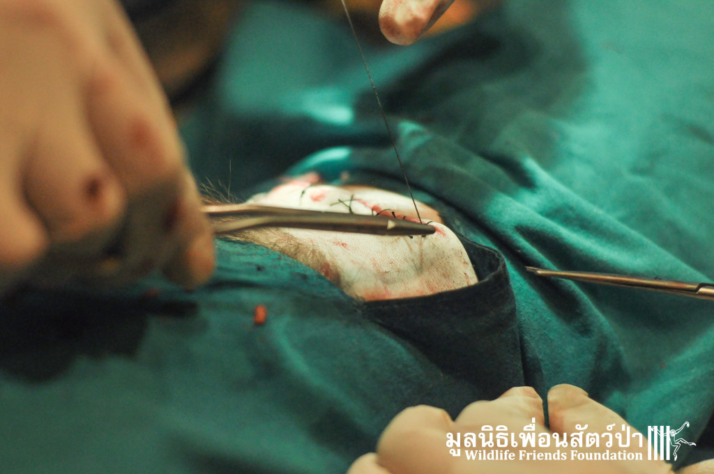 Macaque rescue KaoWang_hacked 021215 489