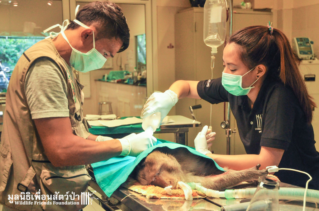 Macaque rescue KaoWang_hacked 021215 49