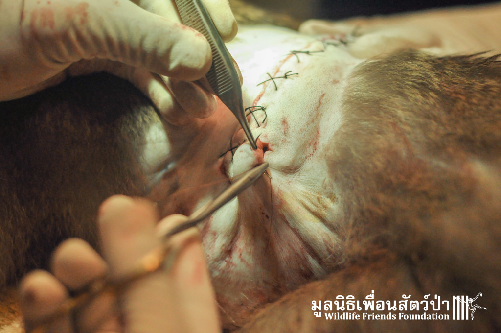 Macaque rescue KaoWang_hacked 021215 495