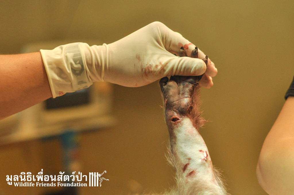 Macaque rescue KaoWang_hacked 021215 513