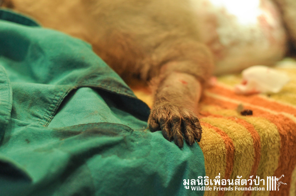 Macaque rescue KaoWang_hacked 021215 518