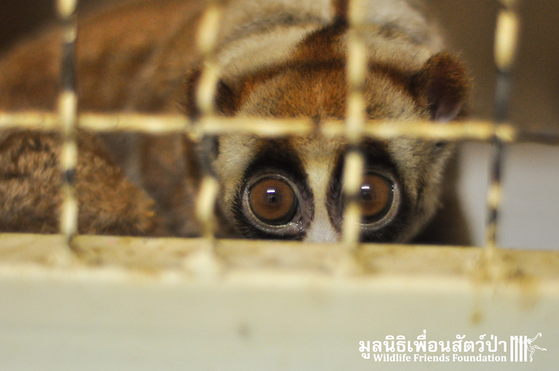 Loris rescue Weng 150116 724