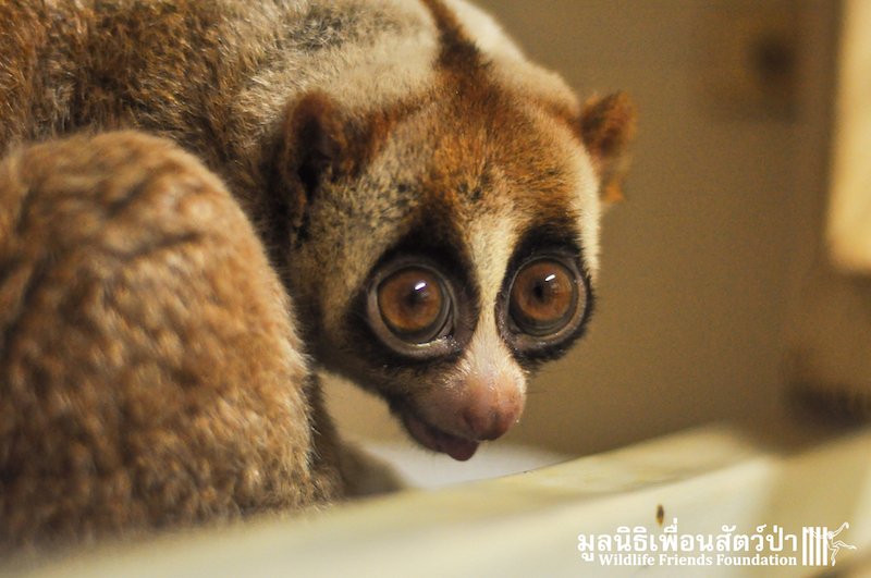 Loris rescue Weng 150116 725