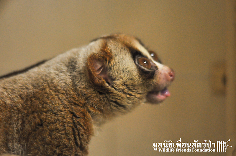 Loris rescue Weng 150116 730