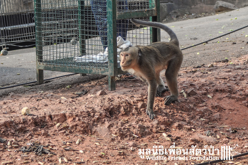 Release BigBrother_BangKhunThain 444