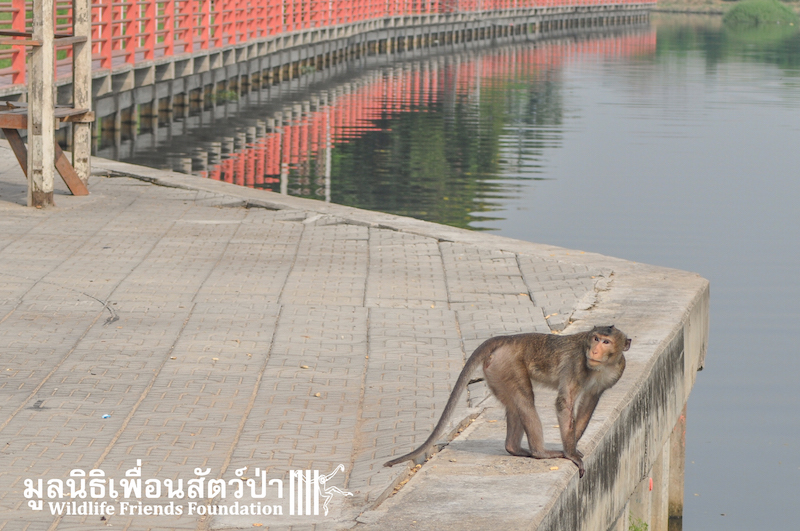 Release BigBrother_BangKhunThain 450