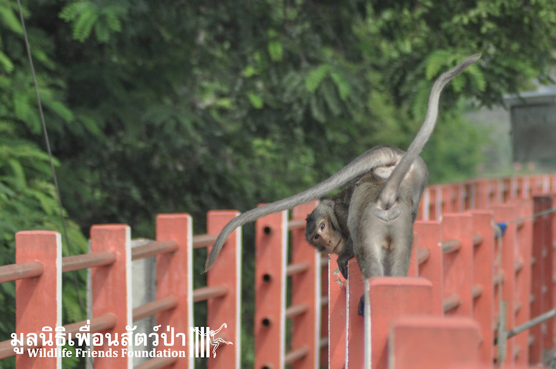 Release BigBrother_BangKhunThain 456