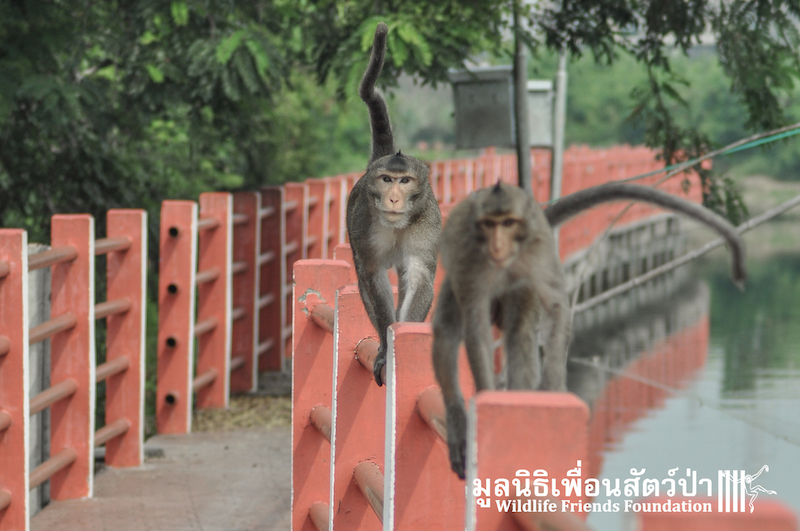 Release BigBrother_BangKhunThain 457