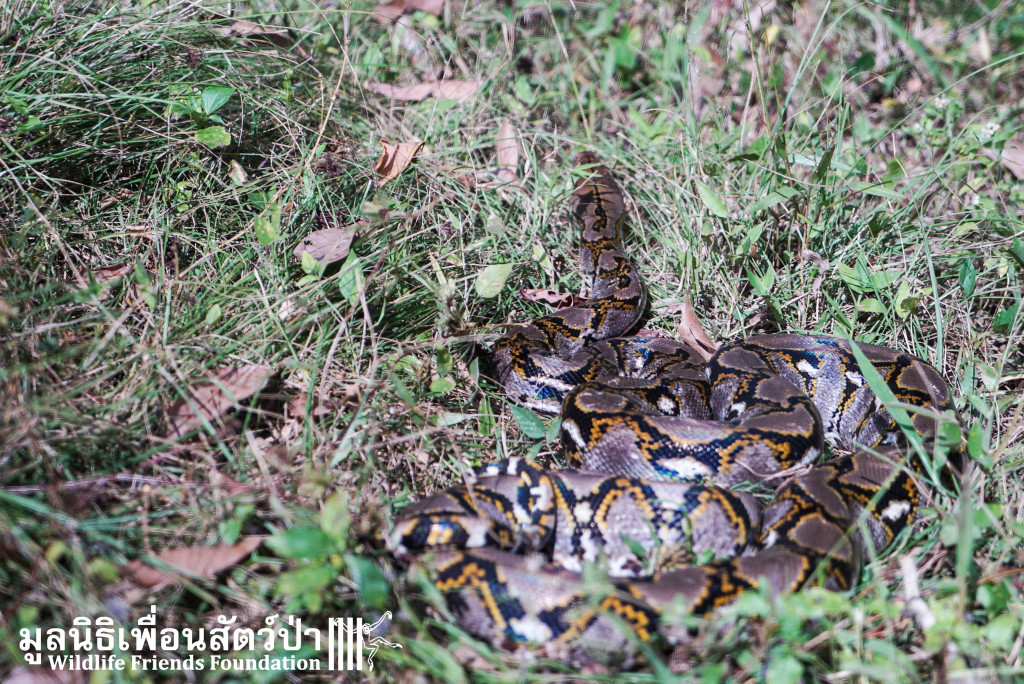 Reticulated Python 110116 989